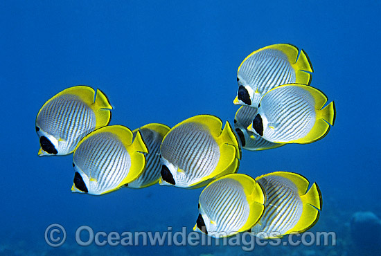 Schooling Eye-patch Butterflyfish photo
