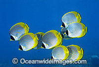 Schooling Eye-patch Butterflyfish Photo - Gary Bell
