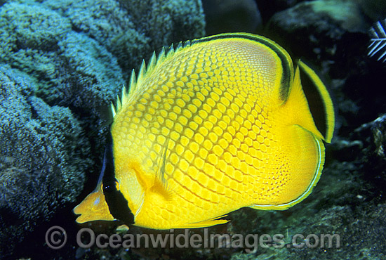 Latticed Butterflyfish Chaetodon rafflesi photo