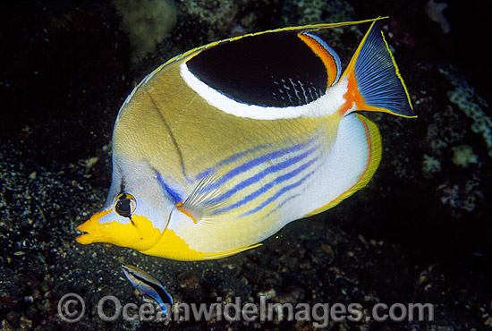 Saddled Butterflyfish Chaetodon ephippium photo