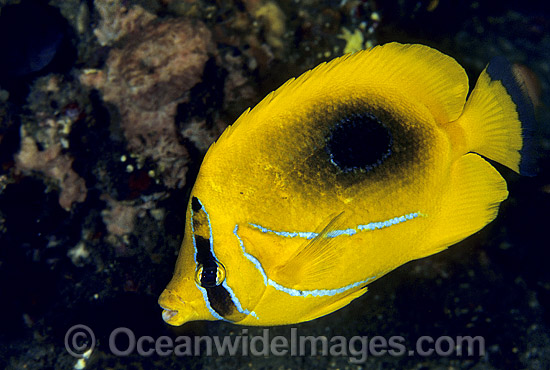Eclipse Butterflyfish (Chaetodon bennetti). Great Barrier Reef, Queensland, Australia Photo - Gary Bell Eclipse Butterflyfish (Chaetodon bennetti). Great Barrier Reef, Queensland, Australia Photo - Gary Bell