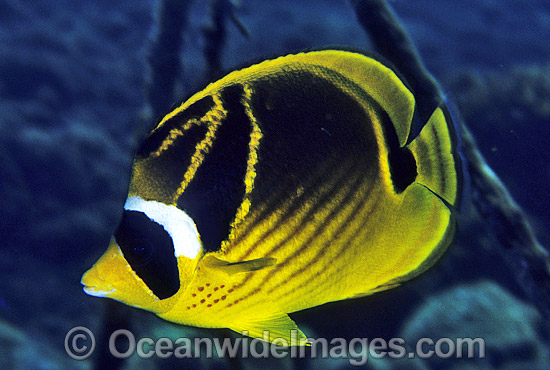 Racoon Butterflyfish Chaetodon lunula photo