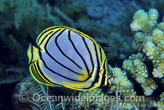 Meyer's Butterflyfish Chaetodon meyeri photo