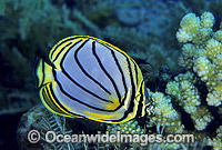 Meyer's Butterflyfish Chaetodon meyeri Photo - Gary Bell