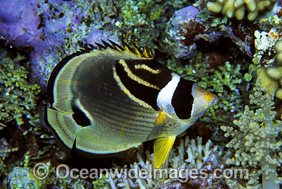 Racoon Butterflyfish Chaetodon lunula at night photo