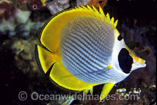 Schooling Eye-patch Butterflyfish (Chaetodon adiergastos). Also known as Phillipine Butterflyfish. Bali, Indonesia Photo - Gary Bell