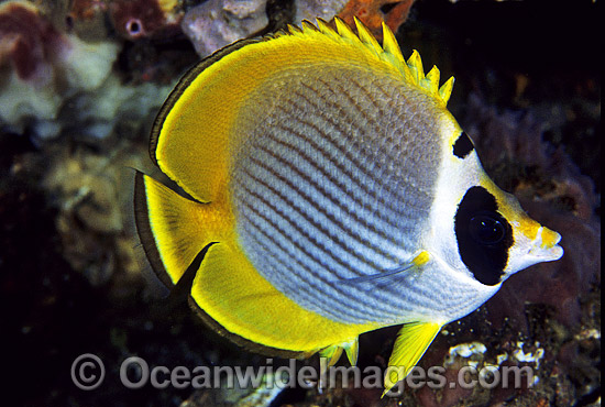 Schooling Eye-patch Butterflyfish (Chaetodon adiergastos). Also known as Phillipine Butterflyfish. Bali, Indonesia Photo - Gary Bell Schooling Eye-patch Butterflyfish (Chaetodon adiergastos). Also known as Phillipine Butterflyfish. Bali, Indonesia Photo - Gary Bell