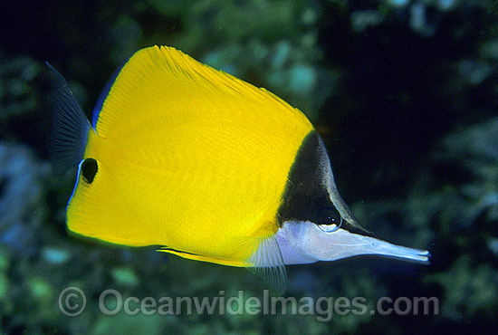 Long-nose Butterflyfish Forcipiger flavissimus photo