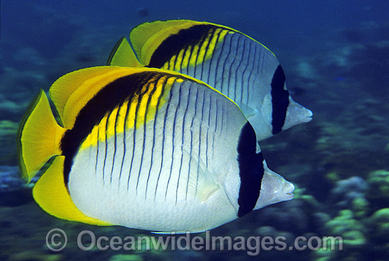 Lined Butterflyfish (Chaetodon lineolatus). Great Barrier Reef, Queensland, Australia Photo - Gary Bell