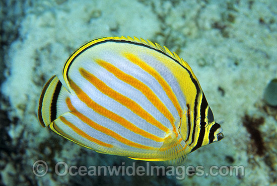 Ornate Butterflyfish (Chaetodon ornatissimus). Great Barrier Reef, Queensland, Australia Photo - Gary Bell Ornate Butterflyfish (Chaetodon ornatissimus). Great Barrier Reef, Queensland, Australia Photo - Gary Bell
