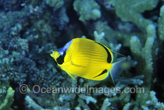 Dotted Butterflyfish (Chaetodon semeion). Bali, Indonesia Photo - Gary Bell Dotted Butterflyfish (Chaetodon semeion). Bali, Indonesia Photo - Gary Bell