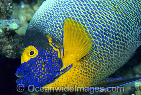 Yellowmask Angelfish photo Yellowmask Angelfish photo