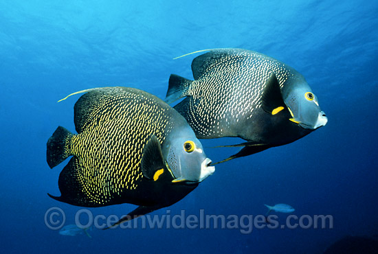 Caribbean Angelfish (Pomacanthus paru). Also known as French Angelfish. Grand Cayman Island, British West Indies Photo - Gary Bell