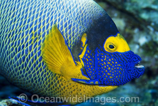Blue-face Angelfish (Pomacanthus xanthometopon). Also known as Yellow-mask Angelfish.Great Barrier Reef, Queensland, Australia Photo - Gary Bell
