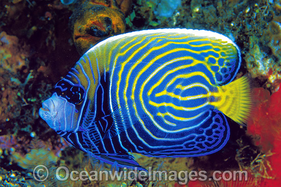 Adolescent Emperor Angelfish Pomacanthus imperator photo