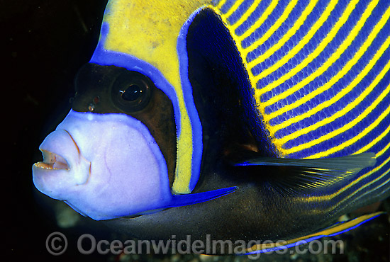 Emperor Angelfish Pomacanthus imperator photo