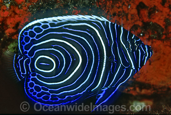 Emperor Angelfish Pomacanthus imperator photo