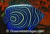 Emperor Angelfish Pomacanthus imperator Photo - Gary Bell