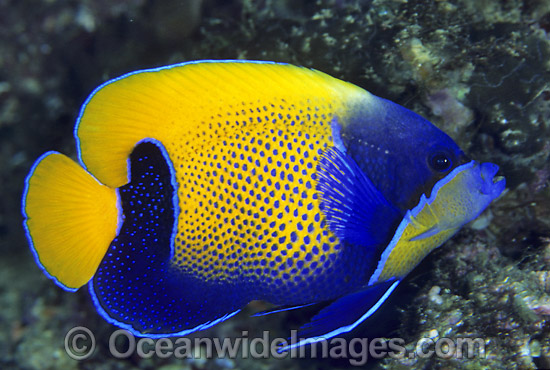 Blue-girdled Angelfish photo Blue-girdled Angelfish photo