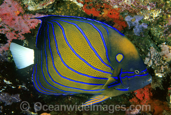 Blue-ringed Angelfish Pomacanthus annularis photo Blue-ringed Angelfish Pomacanthus annularis photo