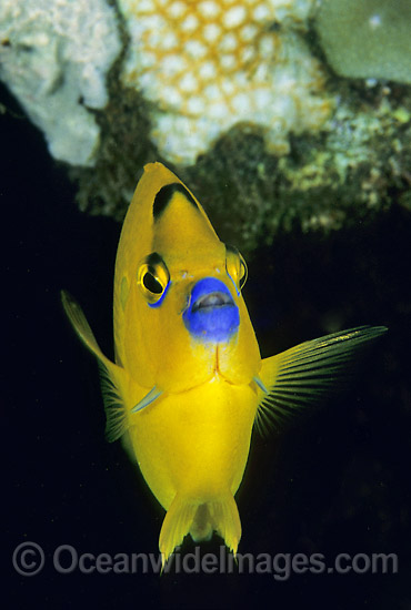 Three-spot Angelfish (Apolemichthys trimaculatus). Great Barrier Reef, Queensland, Australia Photo - Gary Bell
