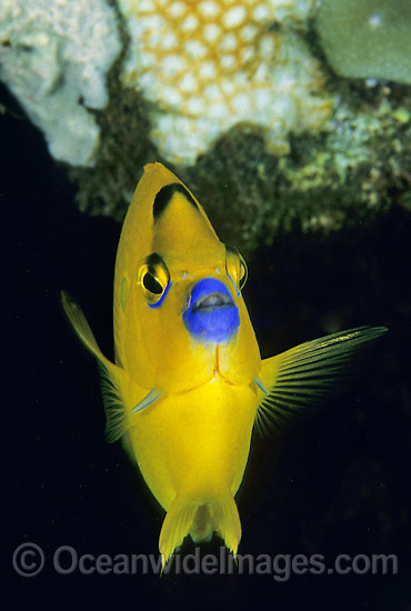 Three-spot Angelfish Apolemichthys trimaculatus photo