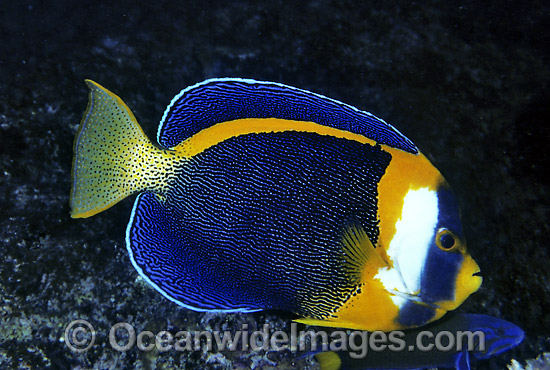 Scribbled Angelfish Chaetodontoplus duboulayi photo