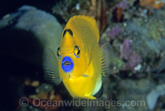 Three-spot Angelfish photo Three-spot Angelfish photo