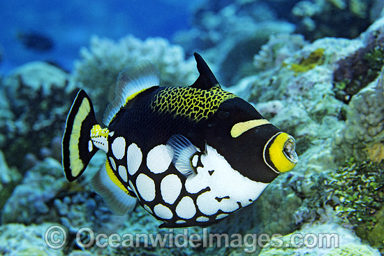 Clown Triggerfish Balistes conspicillum photo