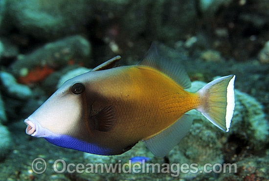 Half-moon Triggerfish Sufflamen chrysopterum photo