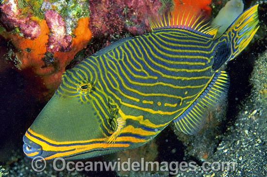 Orange-lined Triggerfish (Balistapus undulatus). Also known as Striped Triggerfish or Red-lined Triggerfish. Great Barrier Reef, Queensland, Australia Photo - Gary Bell