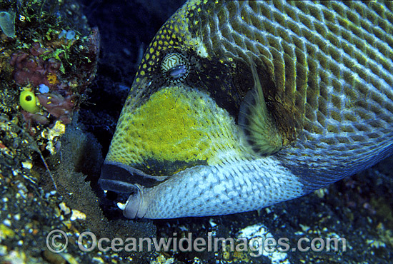 Titan Triggerfish aerating egg cluster photo Titan Triggerfish aerating egg cluster photo