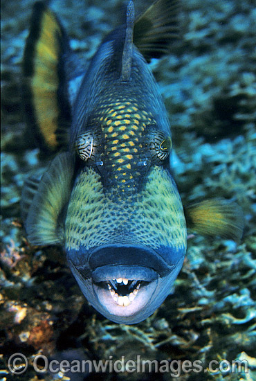 Titan Triggerfish Balistoides viridescens photo Titan Triggerfish Balistoides viridescens photo