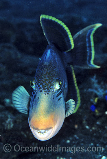 Yellow-margin Triggerfish (Pseudobalistes flavimarginatus). Bali, Indonesia Photo - Gary Bell