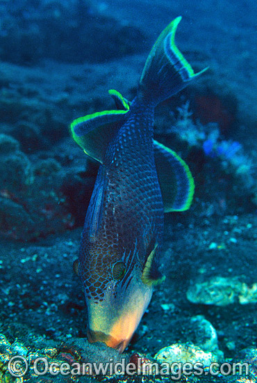 Yellow-margin Triggerfish aerating egg cluster photo