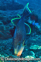 Yellow-margin Triggerfish aerating egg cluster Photo - Gary Bell
