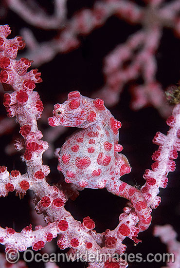 Pygmy Seahorse (Hippocampus bargibanti) on Gorgonian Fan Coral. Indo-Pacific Photo - Gary Bell Pygmy Seahorse (Hippocampus bargibanti) on Gorgonian Fan Coral. Indo-Pacific Photo - Gary Bell
