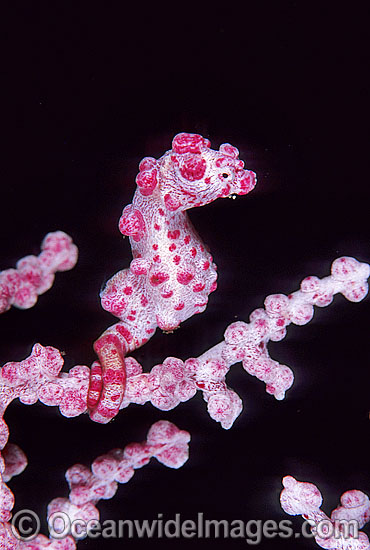 Pygmy Seahorse (Hippocampus bargibanti) on Gorgonian Fan Coral. Indo-Pacific Photo - Gary Bell