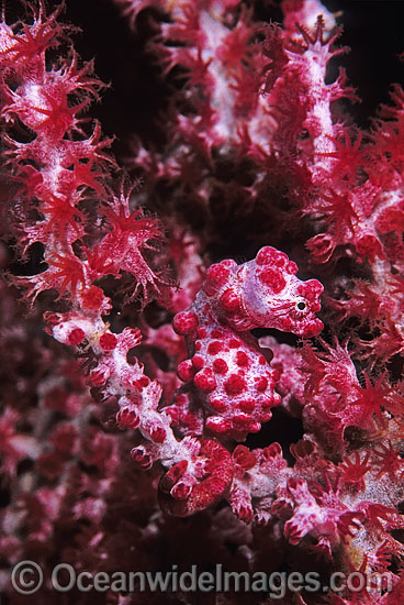 Pygmy Seahorse photo