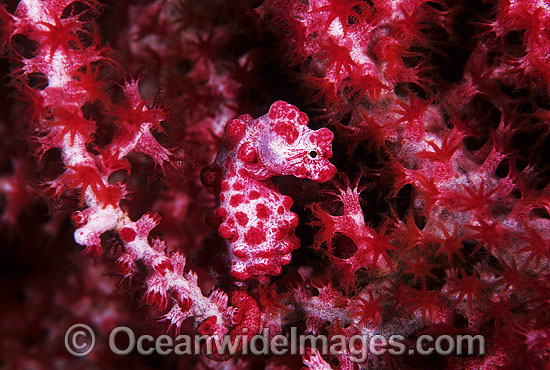 Pygmy Seahorse on Fan Coral photo