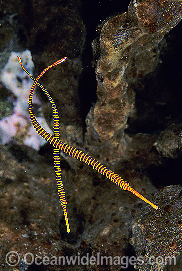 Yellow-banded Pipefish Dunckerocampus pessuliferus photo