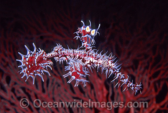 Harlequin Ghost Pipefish Solenostomus paradoxus photo Harlequin Ghost Pipefish Solenostomus paradoxus photo