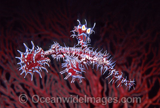 Harlequin Ghost Pipefish Solenostomus paradoxus photo