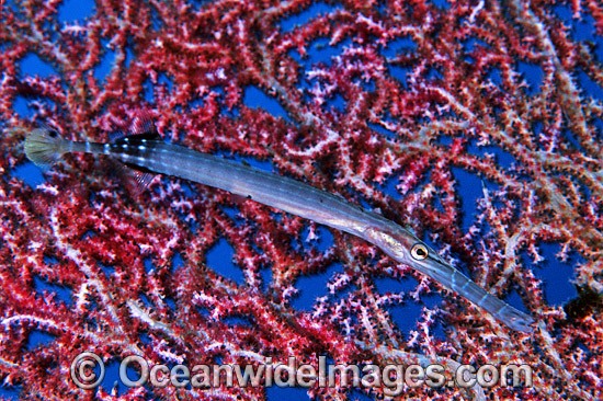 Pacific Trumpetfish (Aulostomus chinensis) - sheltering against Gorgonian Fan Coral. Also known as Painted Flutemouth. Indo-Pacific Photo - Gary Bell