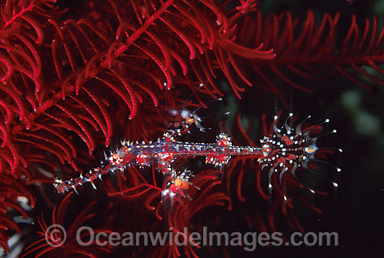 Harlequin Ghost Pipefish photo Harlequin Ghost Pipefish photo