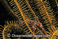 Harlequin Ghost Pipefish hiding in Crinoid Featherstar Photo - Gary Bell