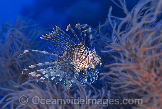 Common Lionfish (Pterois volitans) amongst Black Coral. Also known as Firefish. Great Barrier Reef, Queensland, Australia Photo - Gary Bell Common Lionfish (Pterois volitans) amongst Black Coral. Also known as Firefish. Great Barrier Reef, Queensland, Australia Photo - Gary Bell