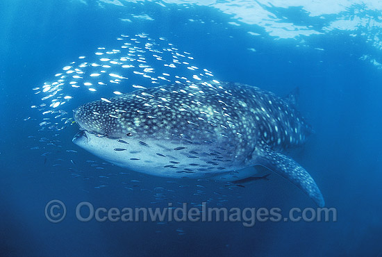 Whale Shark (Rhincodon typus) with schooling Herring around head and mouth. Ningaloo Reef, Western Australia. Classified Vulnerable on the IUCN Red List. Photo - Gary Bell Whale Shark (Rhincodon typus) with schooling Herring around head and mouth. Ningaloo Reef, Western Australia. Classified Vulnerable on the IUCN Red List. Photo - Gary Bell