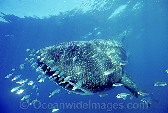 Whale Shark with Trevally around head photo