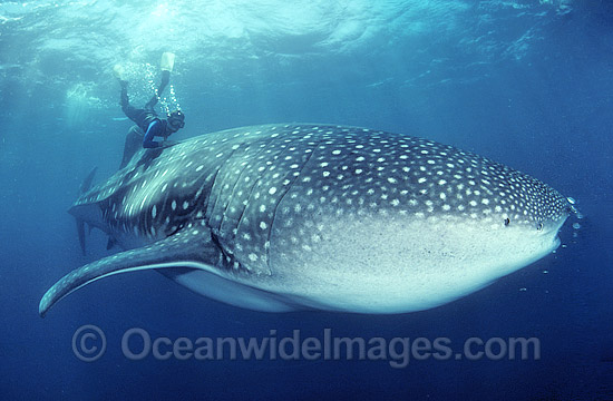 Diver and Whale Shark (Rhincodon typus). Image was taken in 1988 when little was known about whale sharks. Touching whale sharks is now considered inappropriate behavior. Whale Sharks are found in tropical and warm-temperate seas. Classified Vulnerable. Photo - Gary Bell Diver and Whale Shark (Rhincodon typus). Image was taken in 1988 when little was known about whale sharks. Touching whale sharks is now considered inappropriate behavior. Whale Sharks are found in tropical and warm-temperate seas. Classified Vulnerable. Photo - Gary Bell